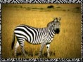 /album/fotogaleria/grants-zebra-jpg/